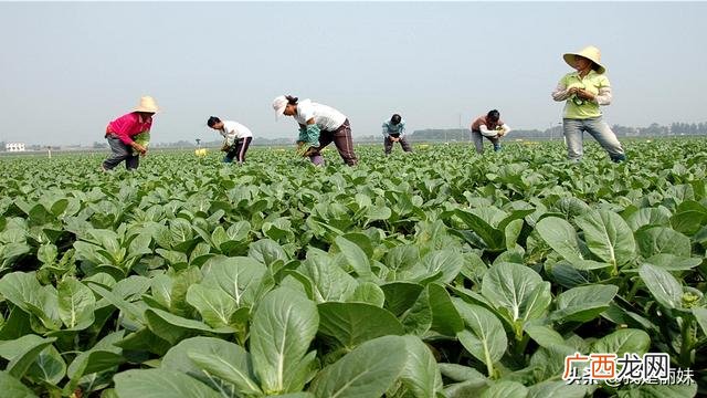 浙江现在适合种什么菜,现在季节种什么好