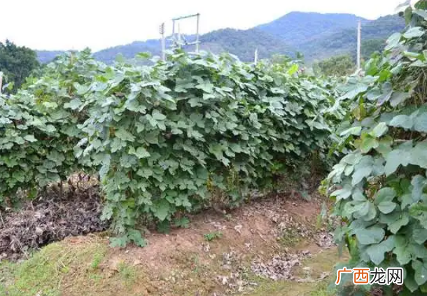 适合穷人没本钱的种植项目，种植什么最赚钱不愁销路
