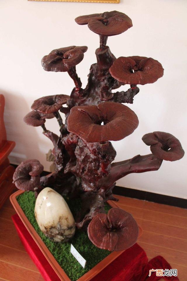 灵芝盆景栽培技术 种植灵芝技术