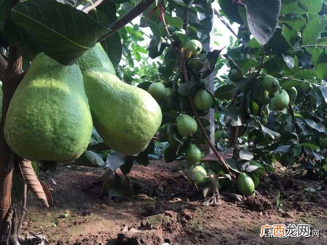 农村搞什么养殖好赚钱,农村适合养什么创业