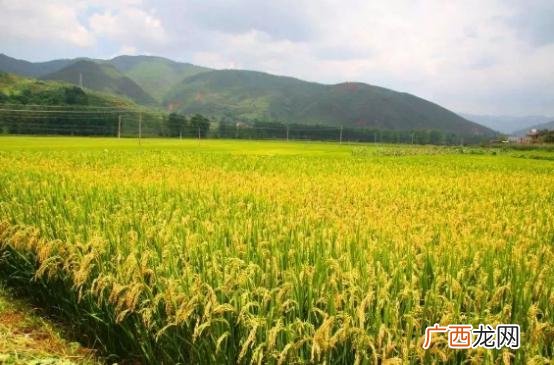 园林绿化养护师报考条件,园林绿化资质证书怎么考