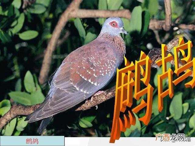 农村养殖什么销路好 创业养殖什么好