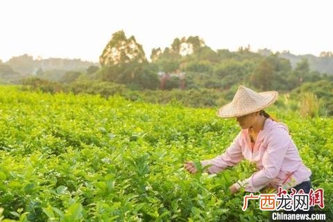 初遇花田减肥腰带一条多少钱,一元减肥加盟连锁店