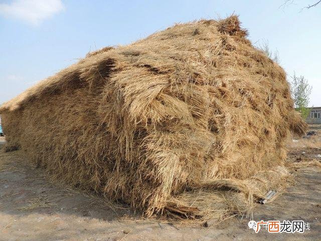 养牛计划书 牛养殖创业计划书