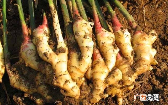 不愁销路的家庭作坊 农村种植致富好项目