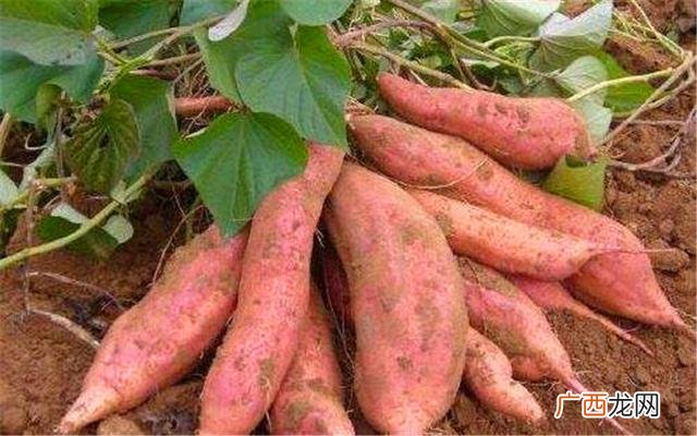 不愁销路的家庭作坊 农村种植致富好项目