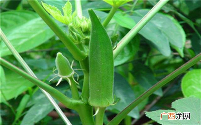 不愁销路的家庭作坊 农村种植致富好项目
