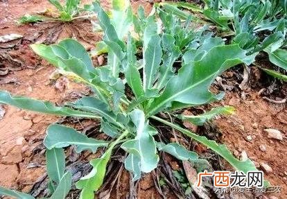 农村种什么最挣钱 农业创业致富
