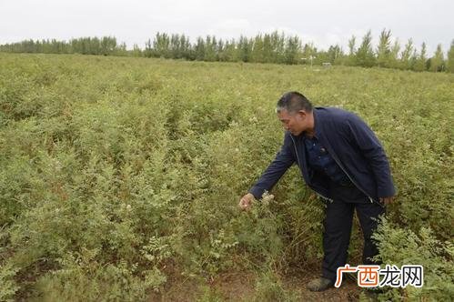 商机网站,沙漠创业商机
