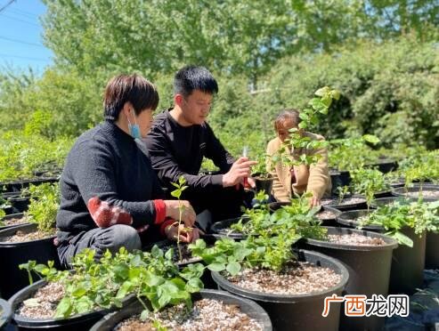 农村创业案例 农民创业例子