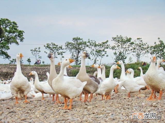 国家对养殖户的补贴政策,创业国家补贴政策2018
