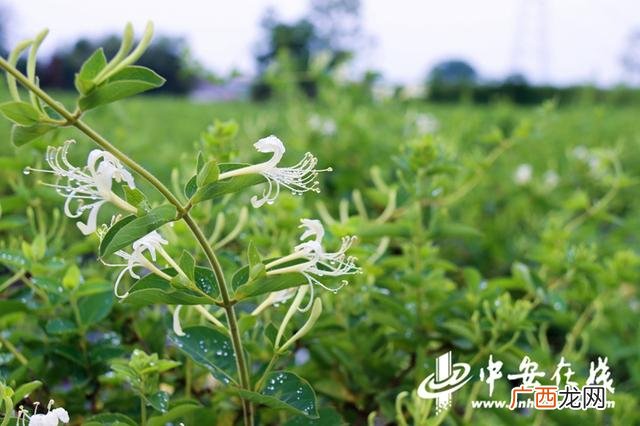 不愁销路的小工厂项目 池州创业帮扶项目