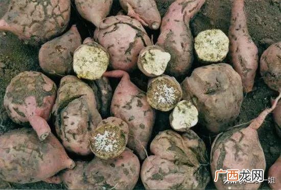 地瓜夏天有卖的吗,河北红薯批发基地