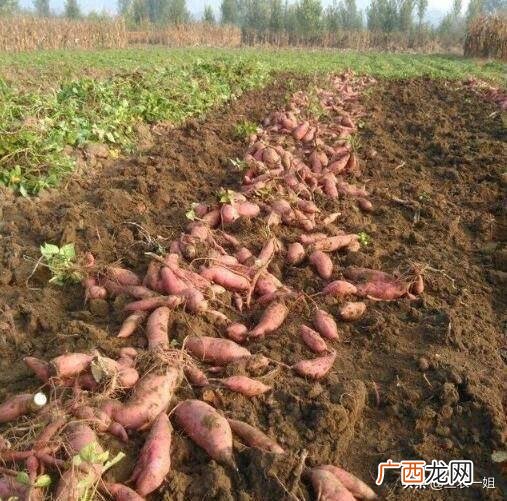 地瓜夏天有卖的吗,河北红薯批发基地