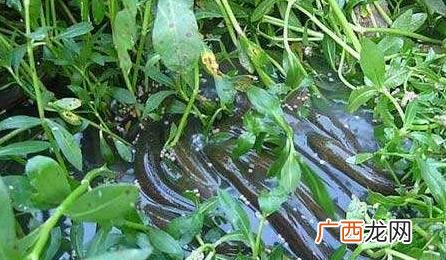 创业计划书模板养殖 水产养殖学自主创业