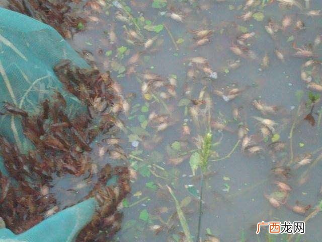 创业计划书模板养殖 水产养殖学自主创业