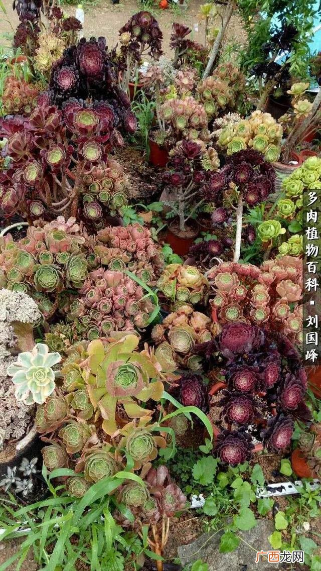 多肉植物大棚种植加盟 多肉大棚创业
