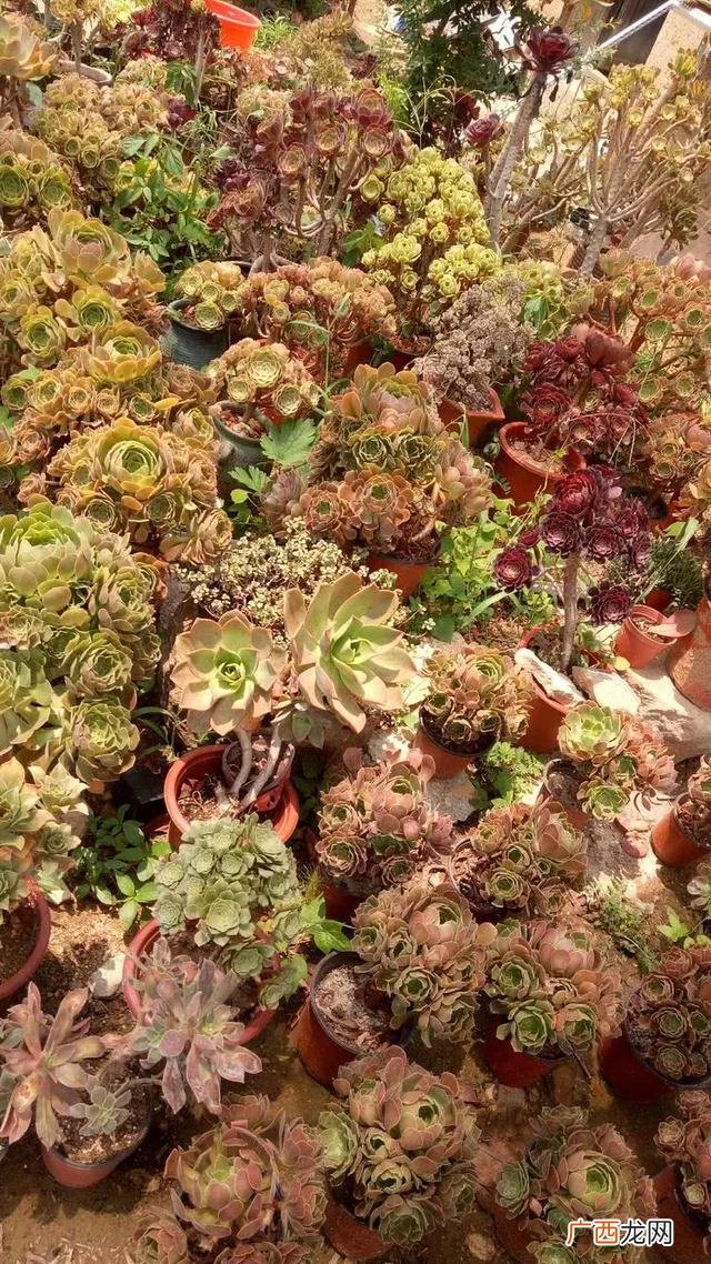 多肉植物大棚种植加盟 多肉大棚创业