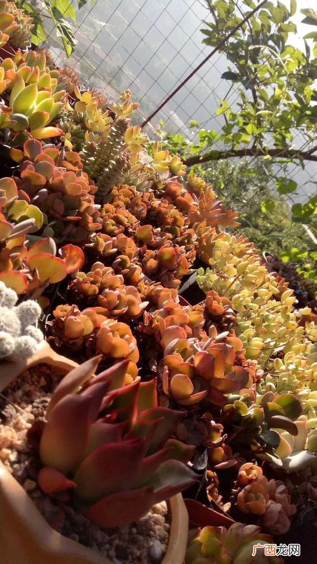 多肉植物大棚种植加盟 多肉大棚创业