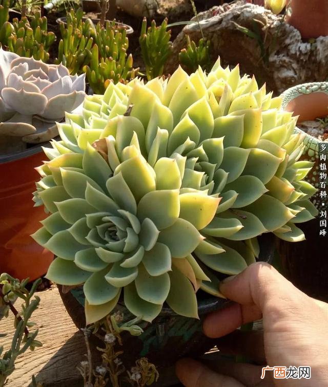 多肉植物大棚种植加盟 多肉大棚创业