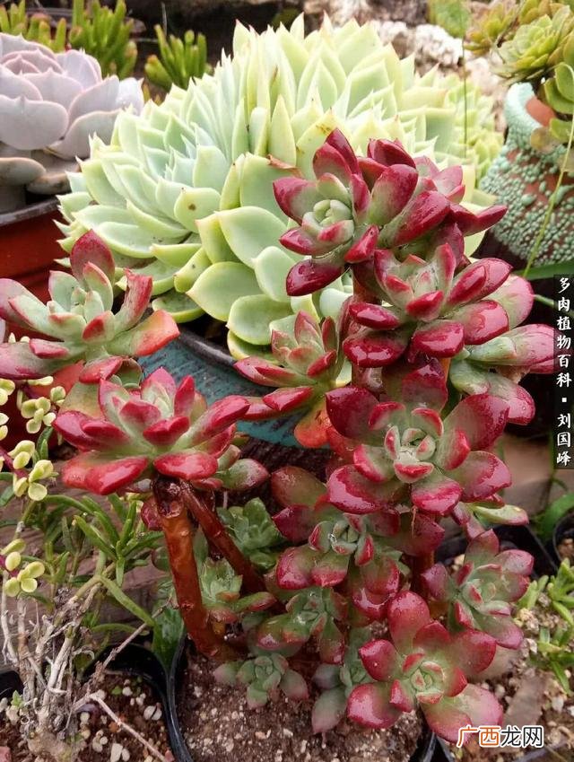 多肉植物大棚种植加盟 多肉大棚创业