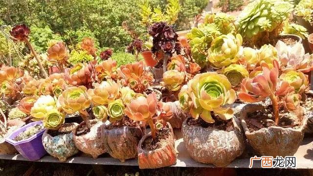 多肉植物大棚种植加盟 多肉大棚创业