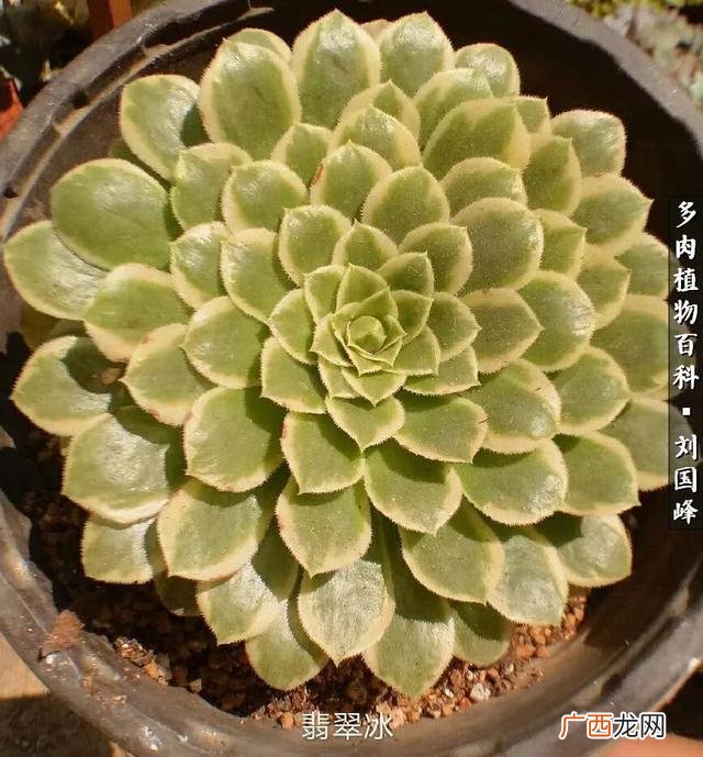 多肉植物大棚种植加盟 多肉大棚创业