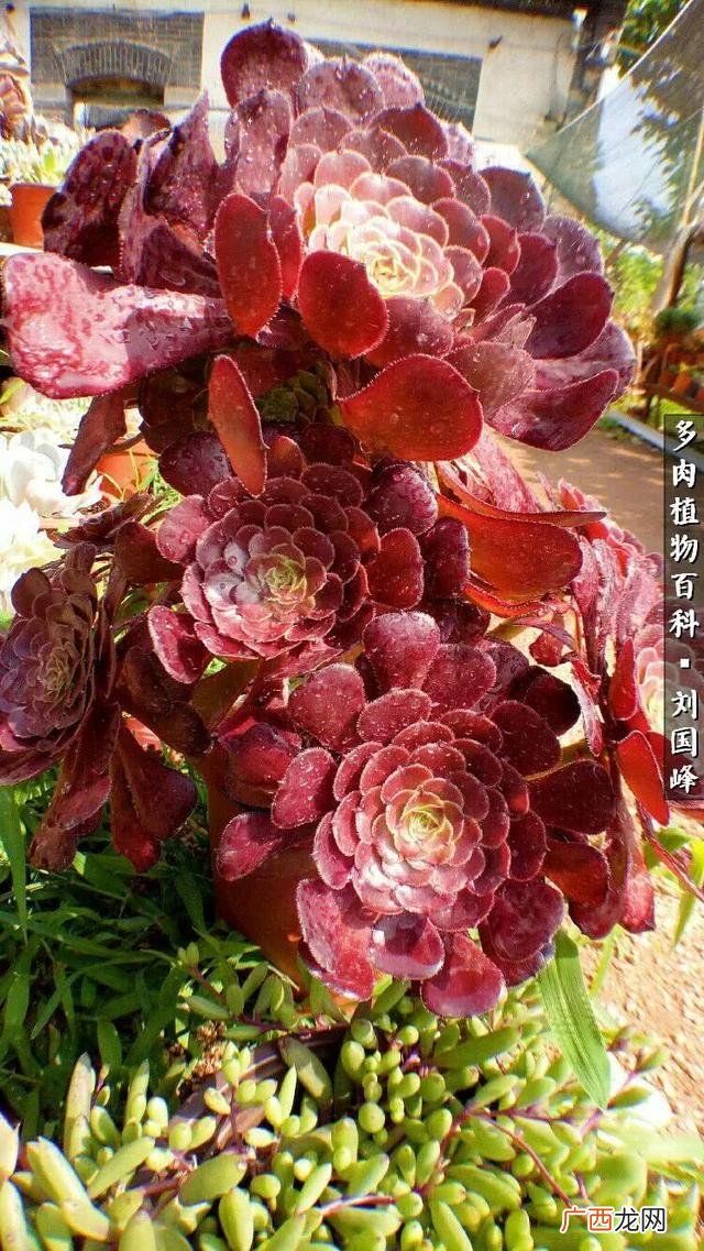 多肉植物大棚种植加盟 多肉大棚创业