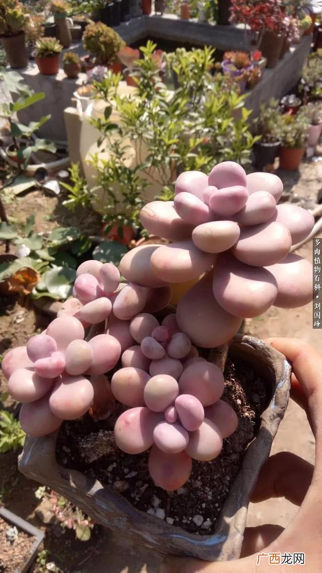 多肉植物大棚种植加盟 多肉大棚创业