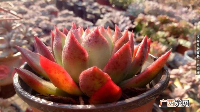 多肉植物大棚种植加盟 多肉大棚创业