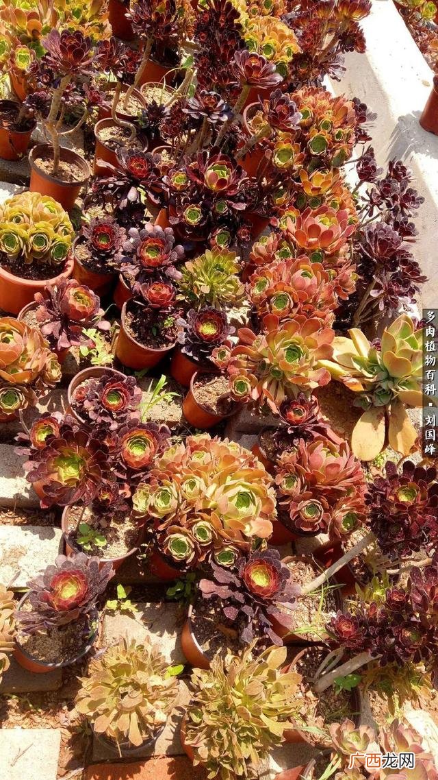 多肉植物大棚种植加盟 多肉大棚创业