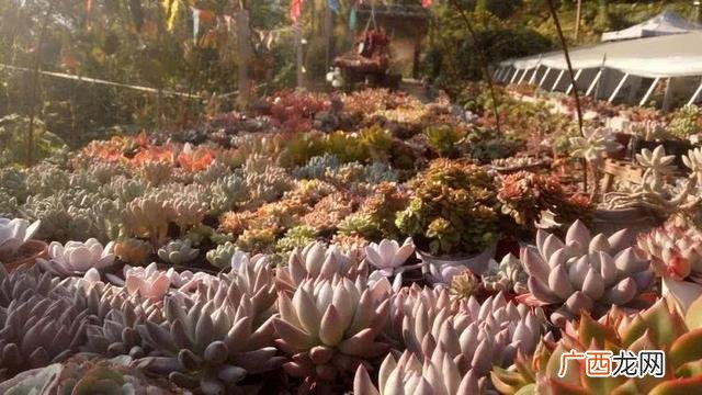 多肉植物大棚种植加盟 多肉大棚创业