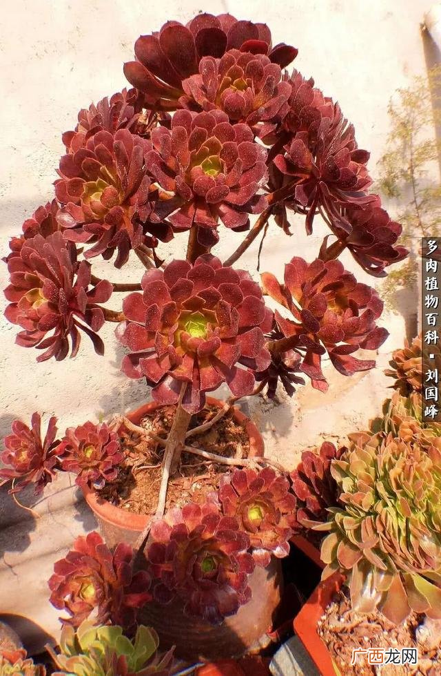 多肉植物大棚种植加盟 多肉大棚创业