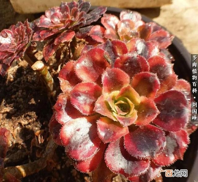 多肉植物大棚种植加盟 多肉大棚创业