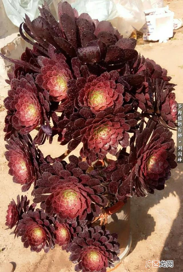 多肉植物大棚种植加盟 多肉大棚创业