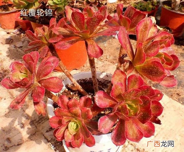 多肉植物大棚种植加盟 多肉大棚创业