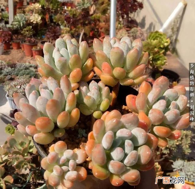 多肉植物大棚种植加盟 多肉大棚创业