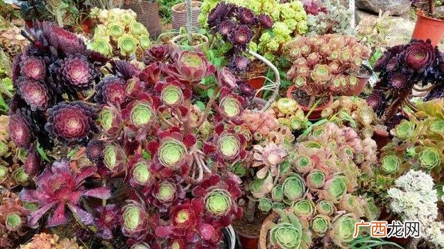 多肉植物大棚种植加盟 多肉大棚创业