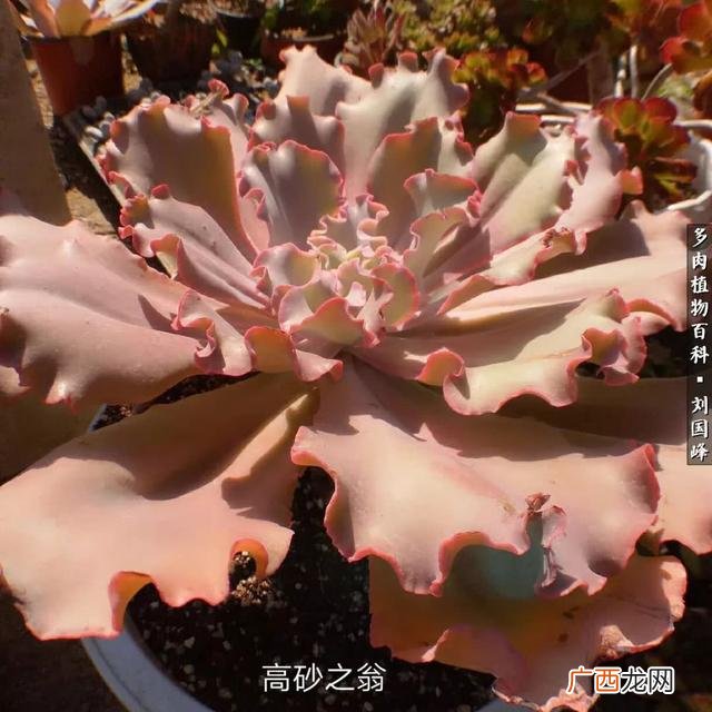 多肉植物大棚种植加盟 多肉大棚创业