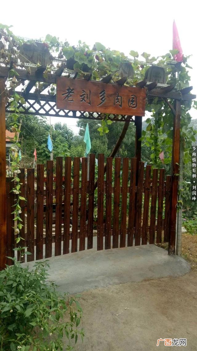 多肉植物大棚种植加盟 多肉大棚创业