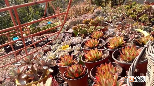 多肉植物大棚种植加盟 多肉大棚创业