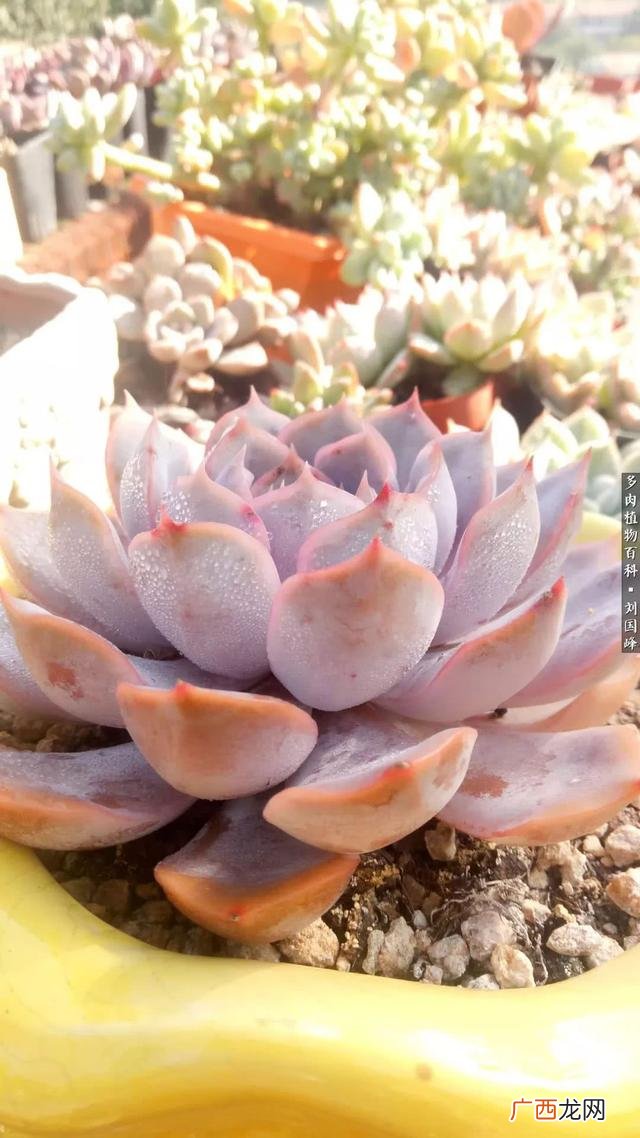多肉植物大棚种植加盟 多肉大棚创业