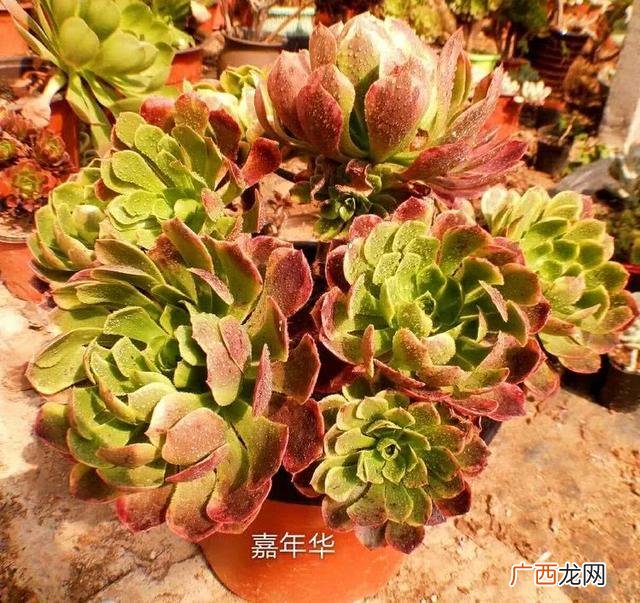 多肉植物大棚种植加盟 多肉大棚创业
