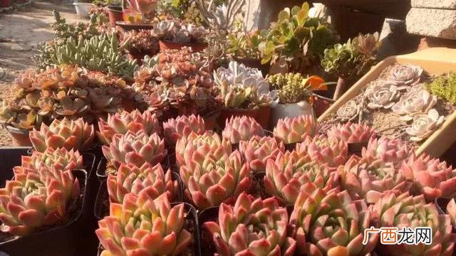 多肉植物大棚种植加盟 多肉大棚创业