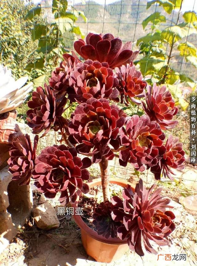 多肉植物大棚种植加盟 多肉大棚创业