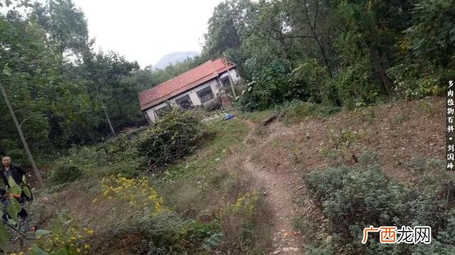 多肉植物大棚种植加盟 多肉大棚创业