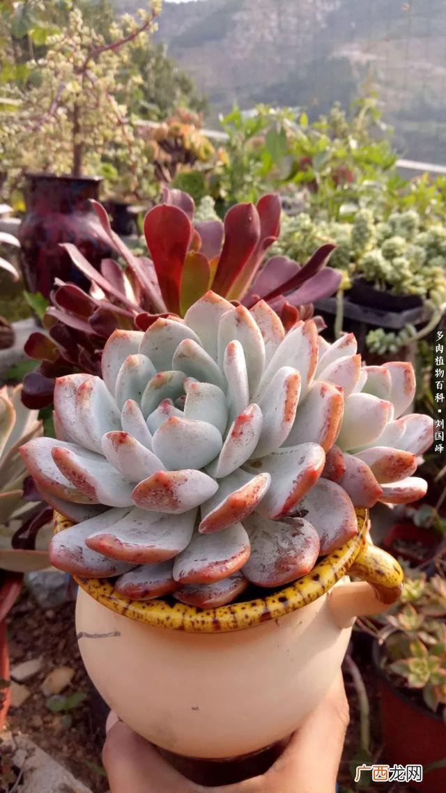多肉植物大棚种植加盟 多肉大棚创业