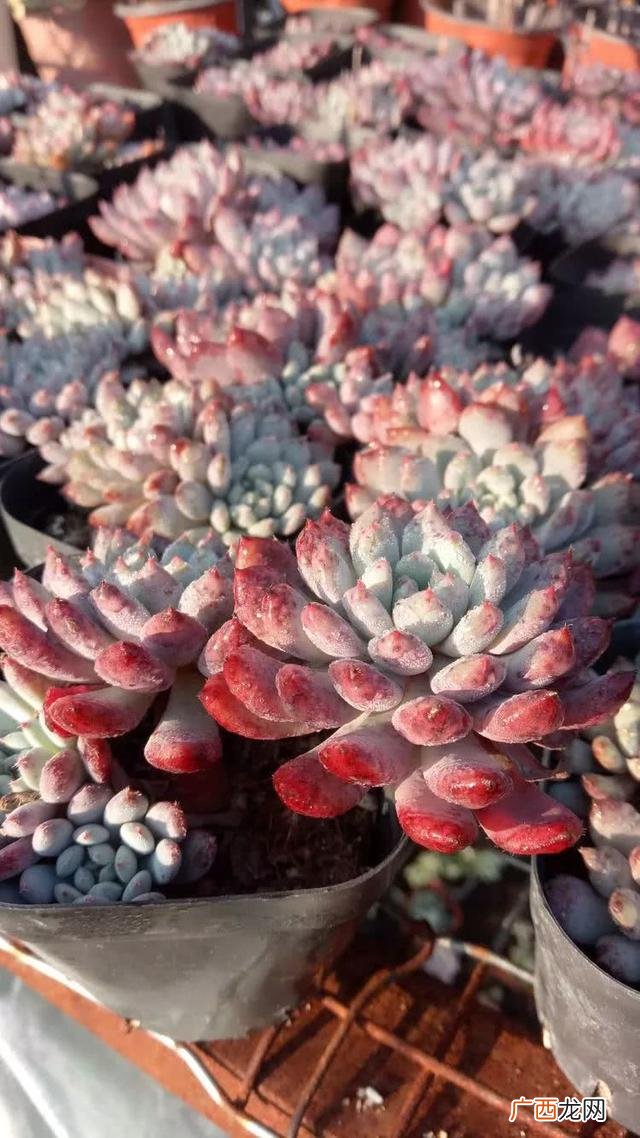 多肉植物大棚种植加盟 多肉大棚创业
