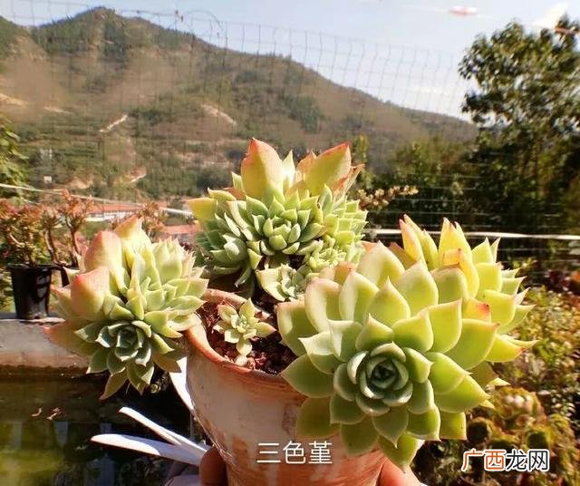 多肉植物大棚种植加盟 多肉大棚创业