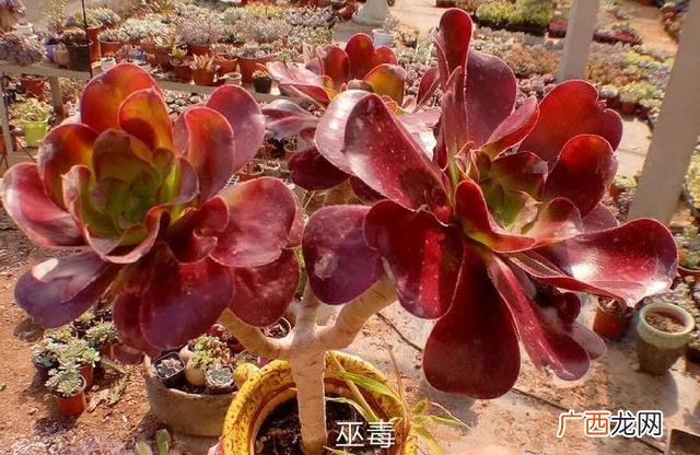 多肉植物大棚种植加盟 多肉大棚创业